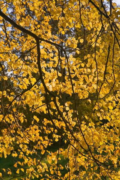 Zářící podzimního listí — Stock fotografie