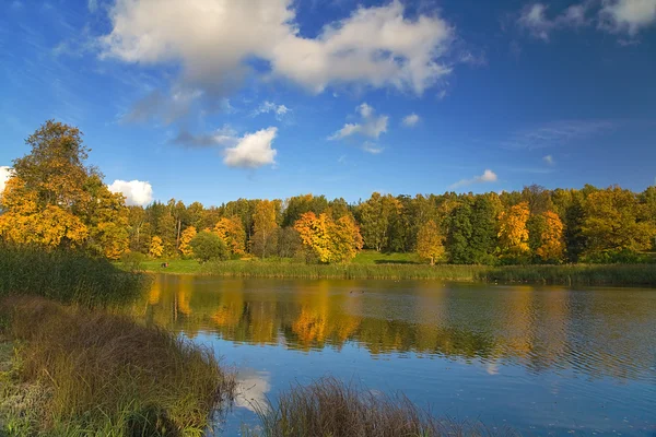 Gold autumn and blue sky — Stock Photo, Image