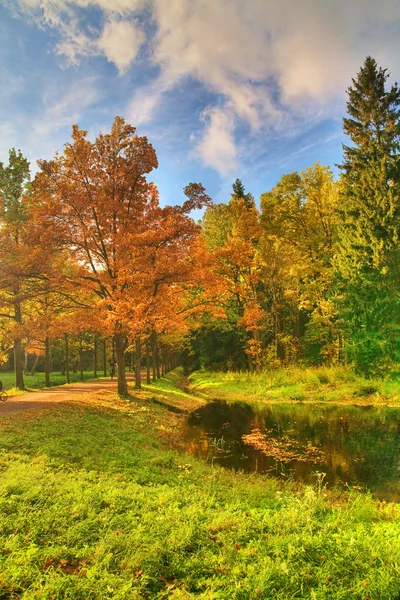 Autumn oak in park — Stock Photo, Image