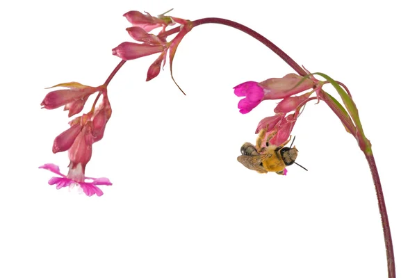Biene und rosa Blüten auf weiß — Stockfoto