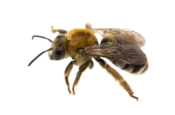 Izolované včela — Stock fotografie