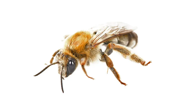 Мелкая пчела — стоковое фото