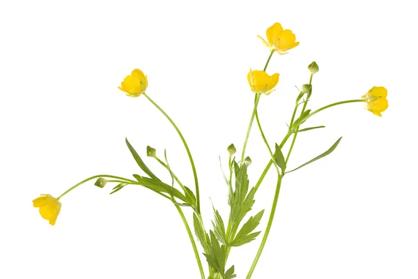 Isolerade buttercup blommor — Stockfoto