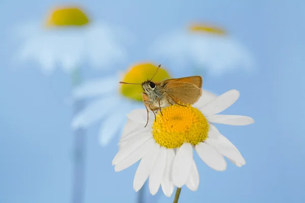 Orange butterfly on camomile — Stock Photo, Image