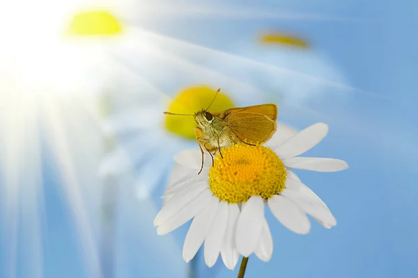 Kelebek, papatya ve güneş — Stok fotoğraf