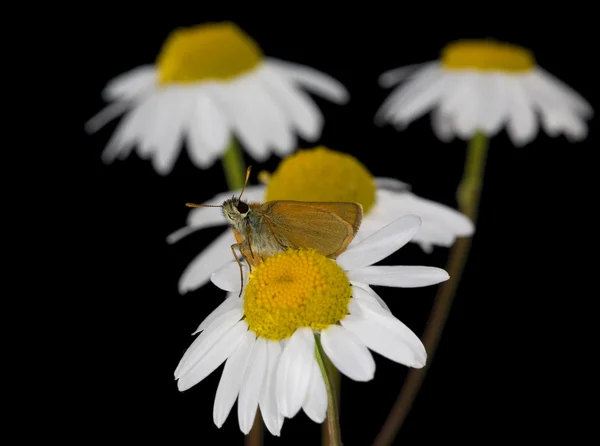 Butterfly and chamomiles on black — Stock Photo, Image