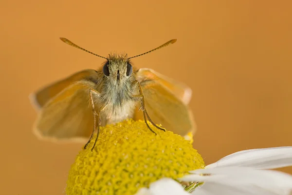 Orange butterfly on chamomile flower — Stock Photo, Image