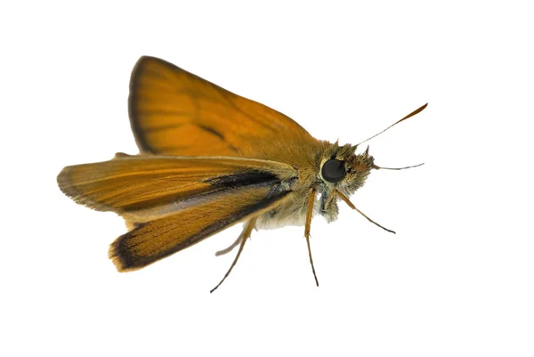 Pequena borboleta marrom — Fotografia de Stock
