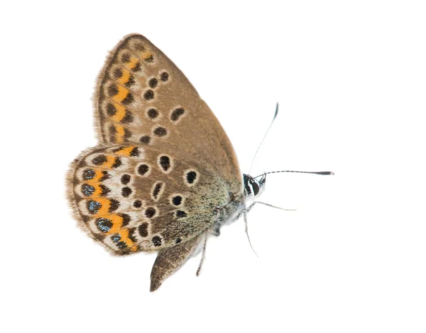Turuncu çizgili kahverengi butterfley — Stok fotoğraf