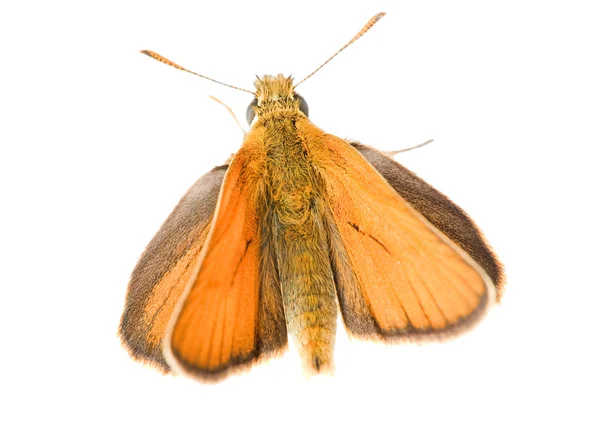 Изолированная бурая бабочка — стоковое фото