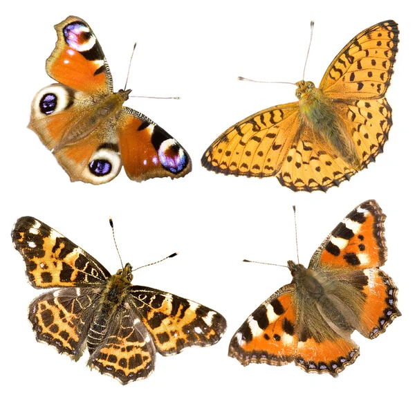 Четыре бабочки на белом — стоковое фото
