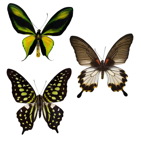 Drei tropische Schmetterlinge — Stockfoto