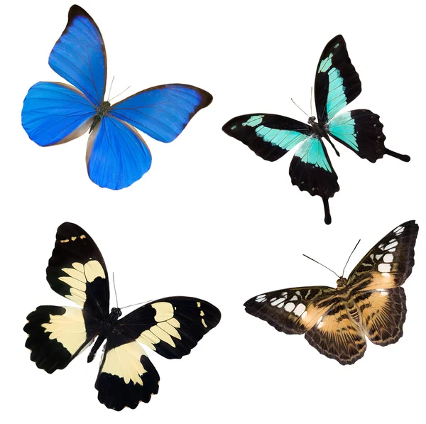 Vier tropische vlinders — Stockfoto