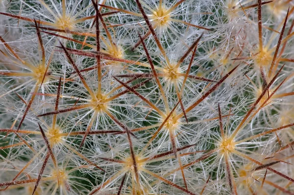 stock image Cactus background