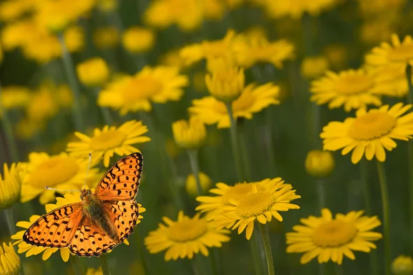 Butterfly and yellow chamomiles — Stock Photo, Image