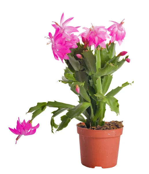 Cactus with pink flowers in pot — Stock Photo, Image