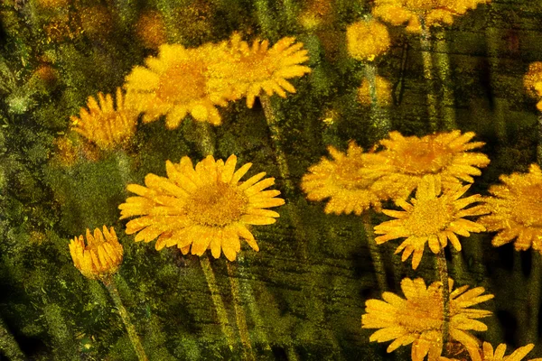 Grunge gele bloem achtergrond — Stockfoto