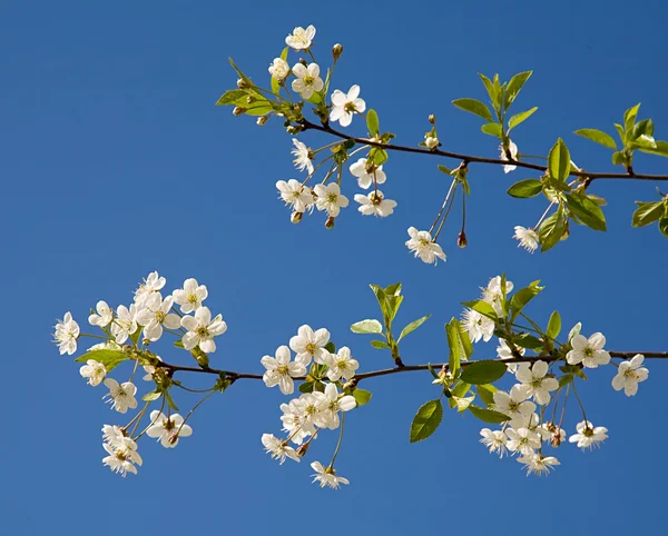Dos ramas de flores — Foto de Stock