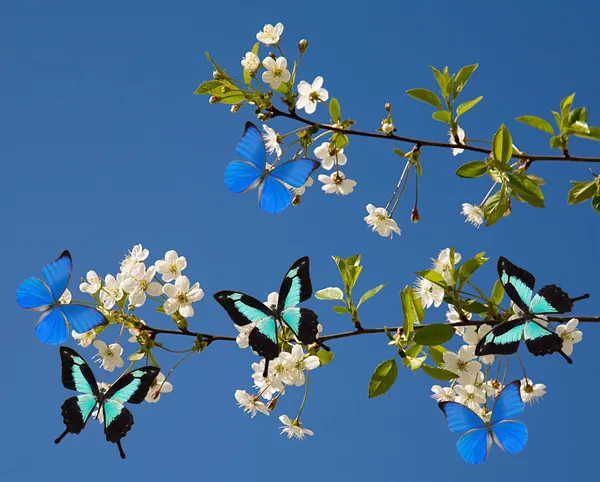Flores brancas e borboletas azuis — Fotografia de Stock