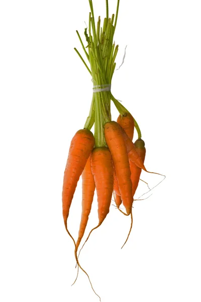 Ізольована стиглі морква — стокове фото