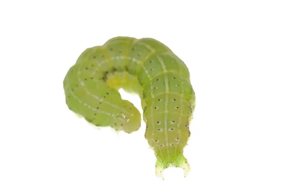 Geïsoleerde caterpillar — Stockfoto
