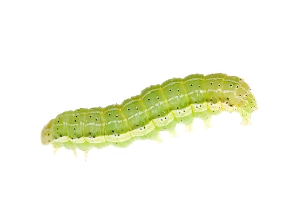 Зелена гусениця — стокове фото
