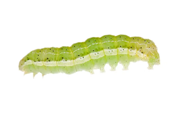 Pequena lagarta verde — Fotografia de Stock