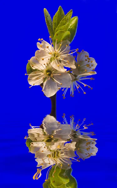 White flowers reflection — Stock Photo, Image