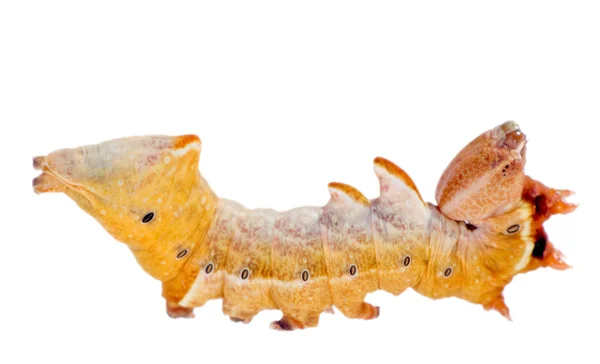 Vreselijk gele caterpillar — Stockfoto