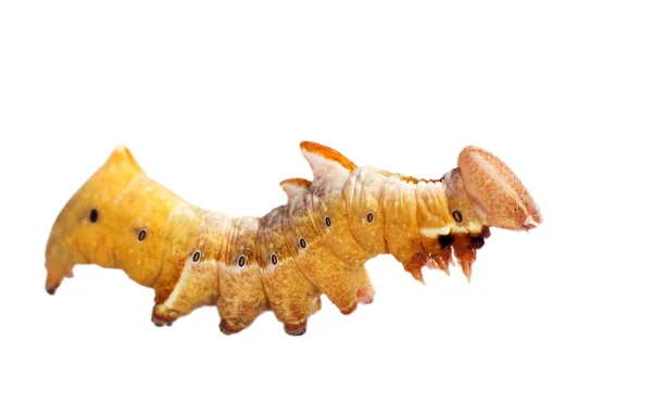 Isolated yellow caterpillar — Stock Photo, Image