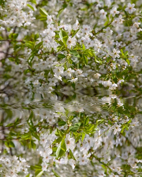 Kirschbäume blühen — Stockfoto