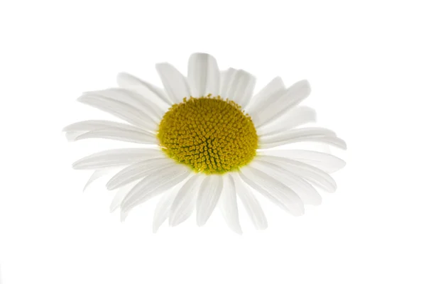 Flor de camomila isolada — Fotografia de Stock