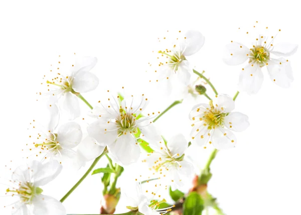 Cherry-tree flowers on white — Stock Photo, Image