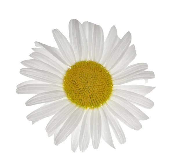 Λουλούδια χαμομηλιού σε λευκό — Φωτογραφία Αρχείου