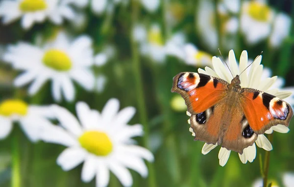 Butterfly on chamomile flower — Stok fotoğraf