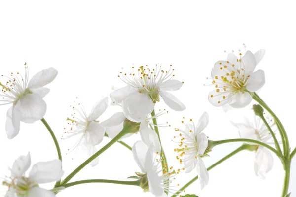 Білі квіти Вишневе дерево — стокове фото