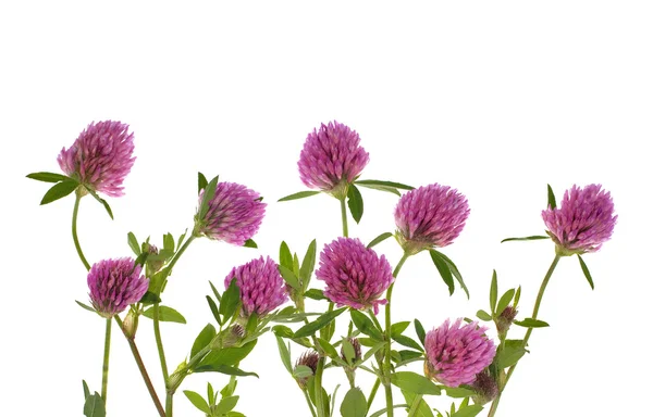 Isolerad växt av släkten Trifolium blommor — Stockfoto