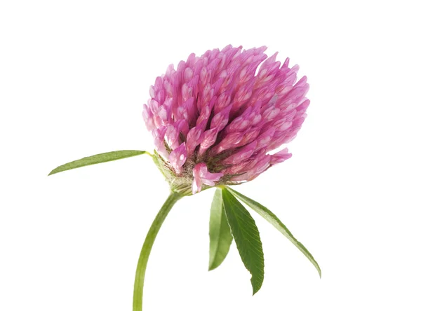 Pojedynczy koniczyna kwiat — Zdjęcie stockowe