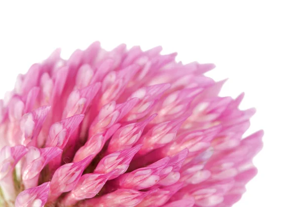 Клевер цветочный макрос — стоковое фото