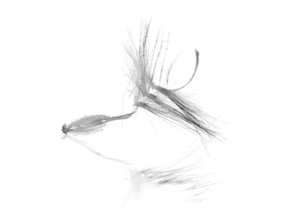 Fluffy seed with reflection — Stock Photo, Image