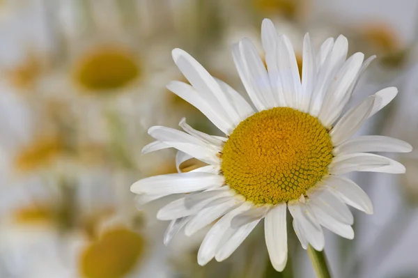 Chamomile flower on field — Stock Photo, Image