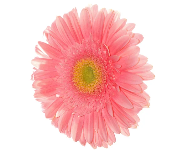 Light pink daisy — Stock Photo, Image