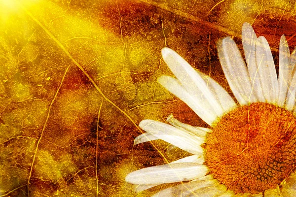 Grunge background with chamomile — Stock Photo, Image