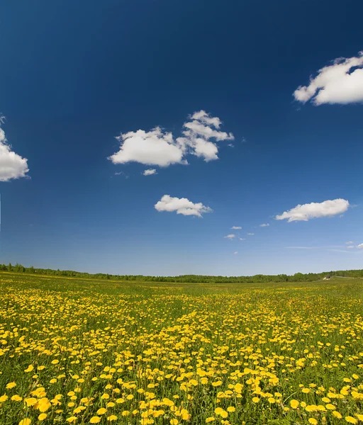 노란 민들레 밭 — 스톡 사진