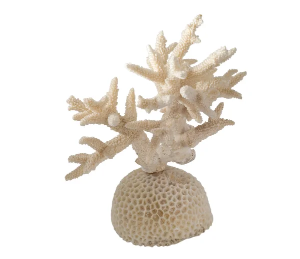 Coral claro — Fotografia de Stock