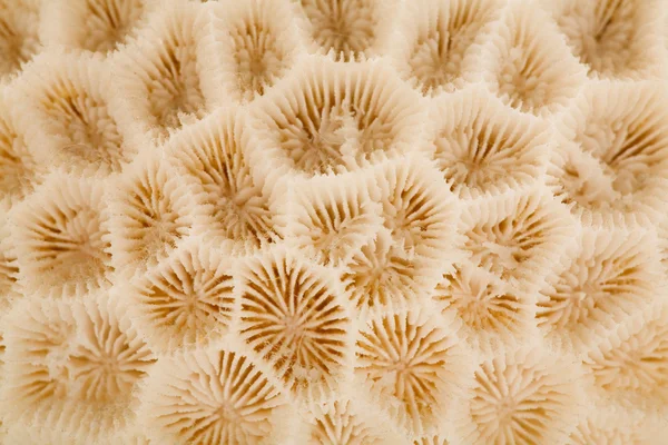 Korallenhintergrund — Stockfoto