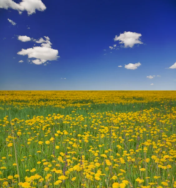노란 민들레 풀밭 — 스톡 사진