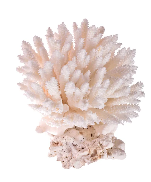 Koral biały na białym tle — Zdjęcie stockowe