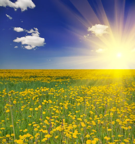 Mniszek łąka pod słońcem — Zdjęcie stockowe