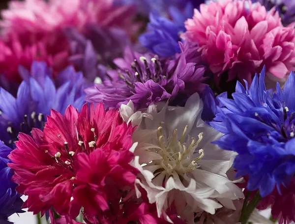 Bouquet of cornflowers — Stock Photo, Image
